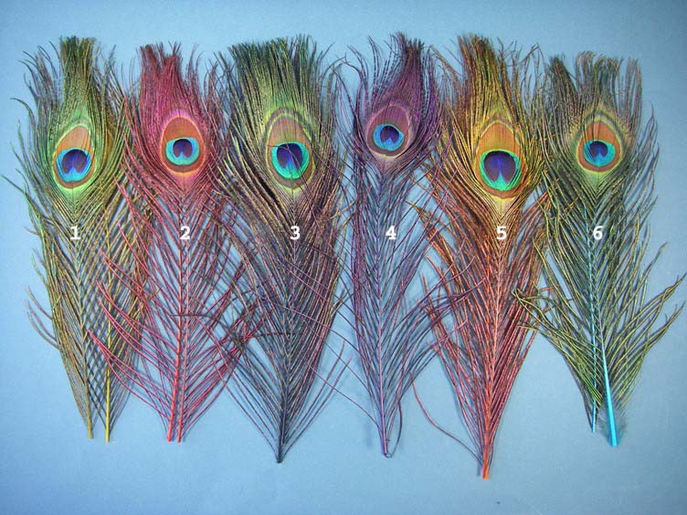 Dyed Over Natural Peacock Eye Sticks - Click Image to Close